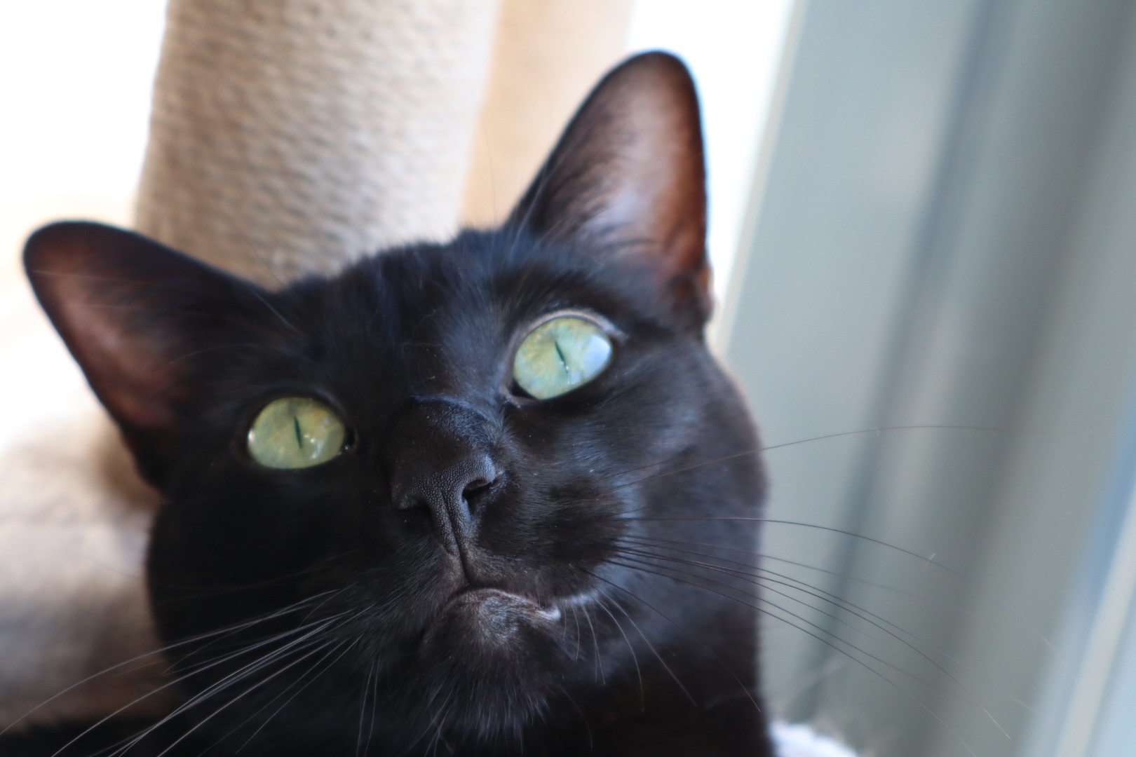 Merlina (a.k.a. la Chikis)