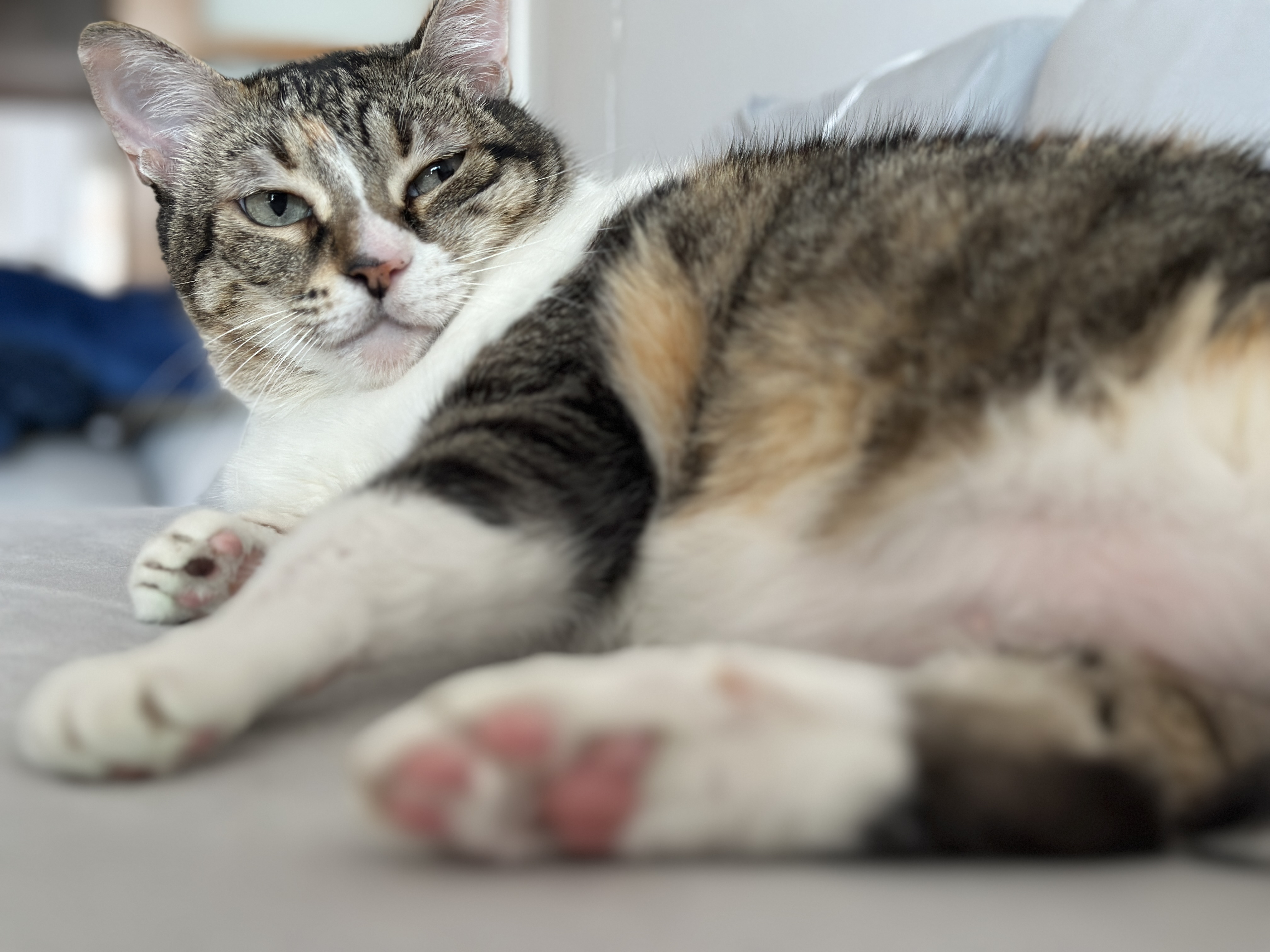 Papita (a.k.a. la Gorda)